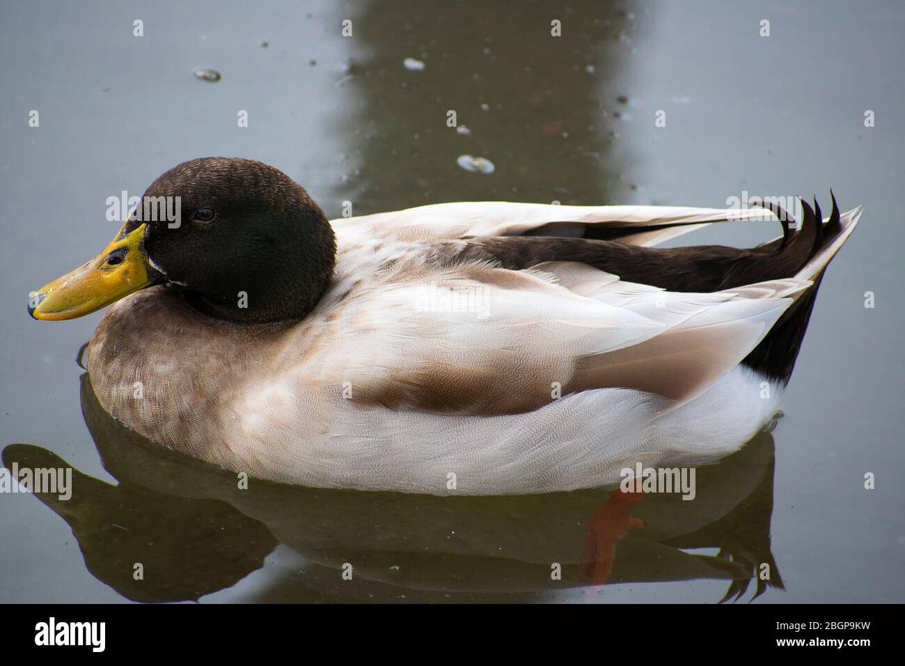 Black Head Duck Mallard nadando en el río Foto de stock