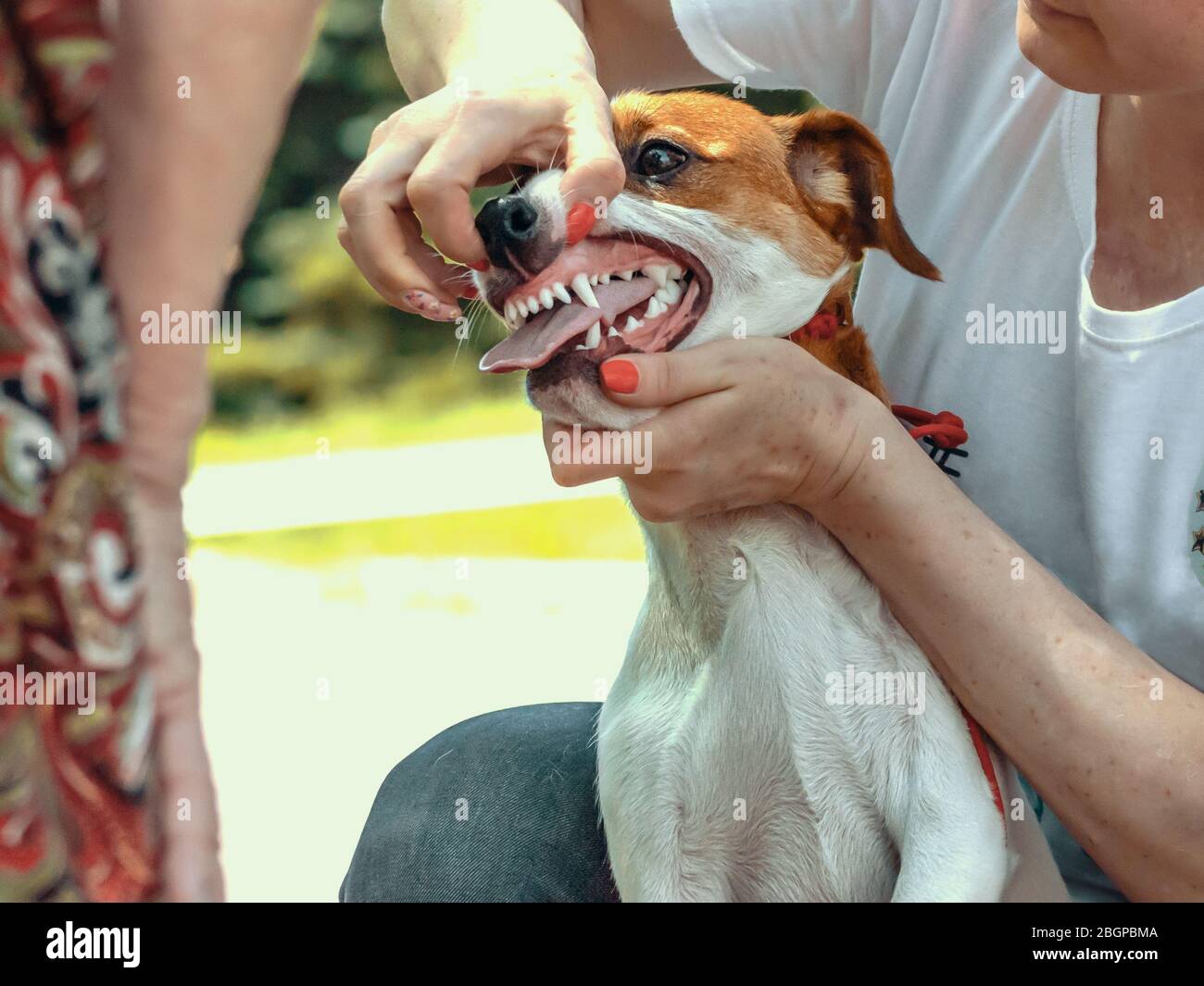 El perro muestra a un experto los dientes de un Jack Russell Terrier  Fotografía de stock - Alamy