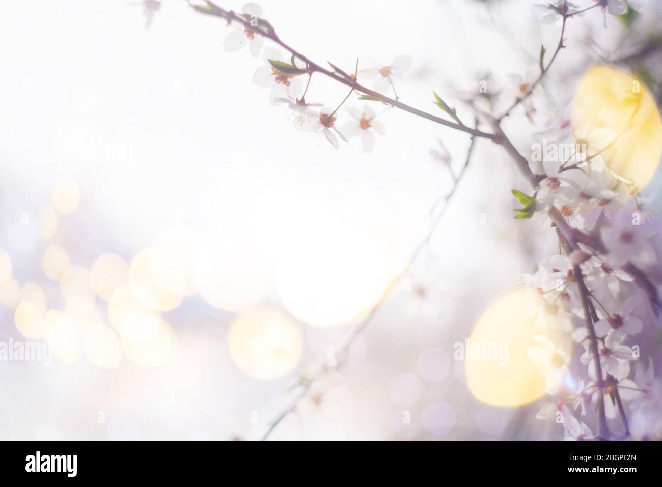 Fondo de las ramas de cerezo en flor en la luz del sol. Foto de stock
