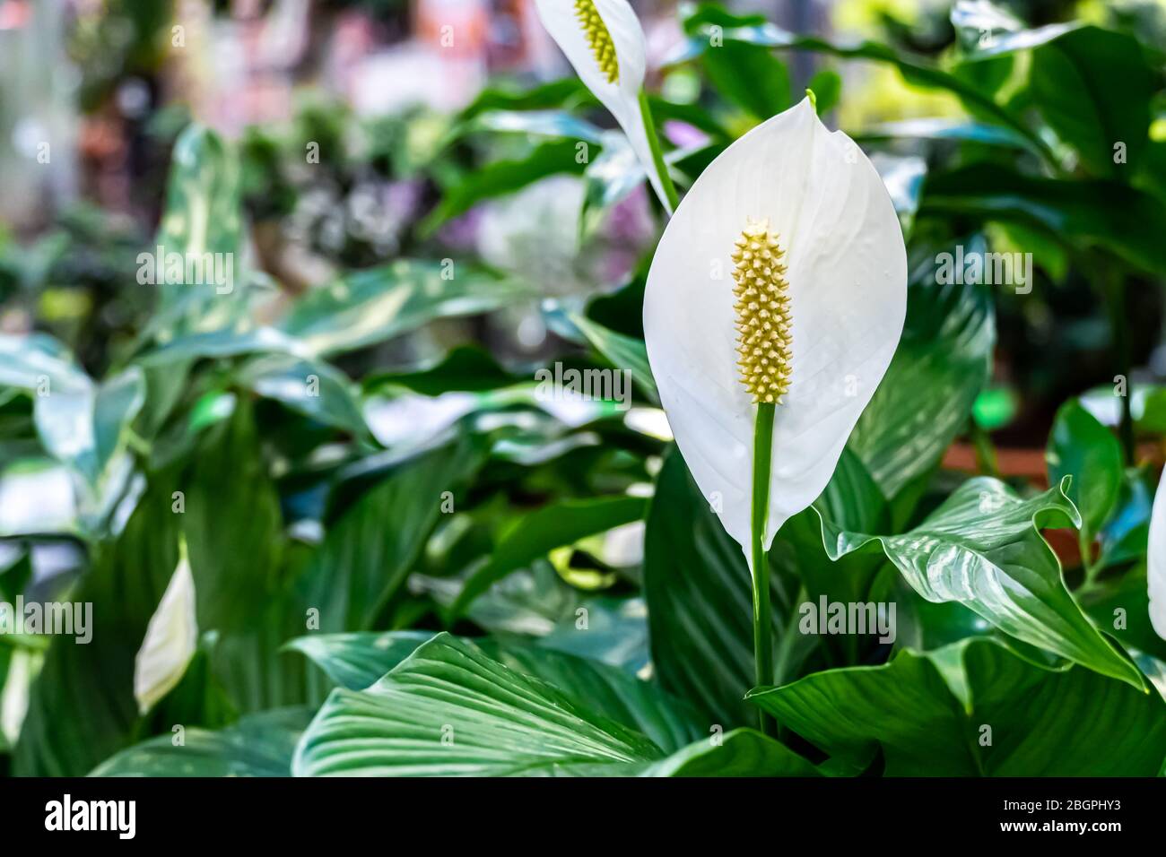 Flores blancas de Flamingo, Anthurium o Laceleaf florecen en el jardín. Flor blanca de la familia del arum. Foto de stock