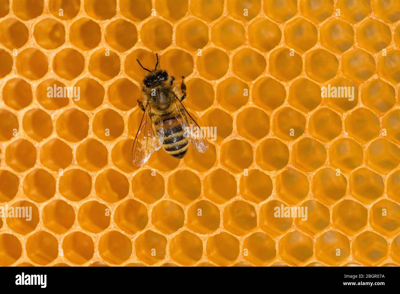 Una abeja de miel Carniolan (Apis mellifera carnica) arrastrándose sobre un panal de miel Foto de stock