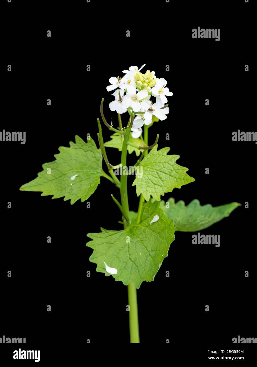 Flor silvestre del Reino Unido, Jack por la mostaza de la cobertura o el ajo, Alliaria petiolata, floreciendo sobre un fondo negro Foto de stock
