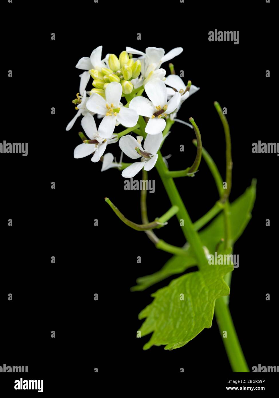 Flor silvestre del Reino Unido, Jack por la mostaza de la cobertura o el ajo, Alliaria petiolata, floreciendo sobre un fondo negro Foto de stock
