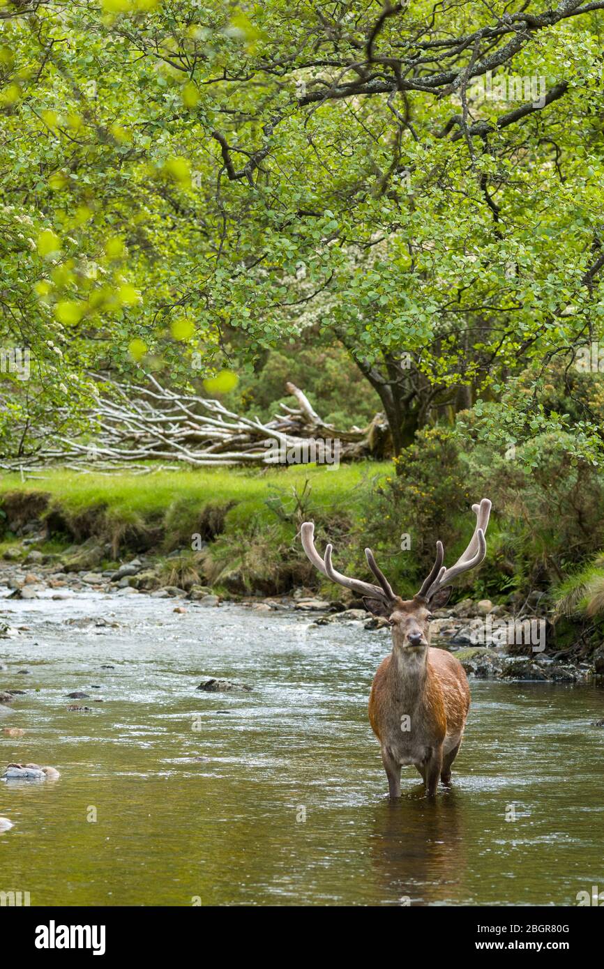 Ciervo rojo ciervo, Cervus elaphus, adulto maduro macho con grandes cuernos en la escena del río en Lochranza, Isla de Arran, Escocia Foto de stock