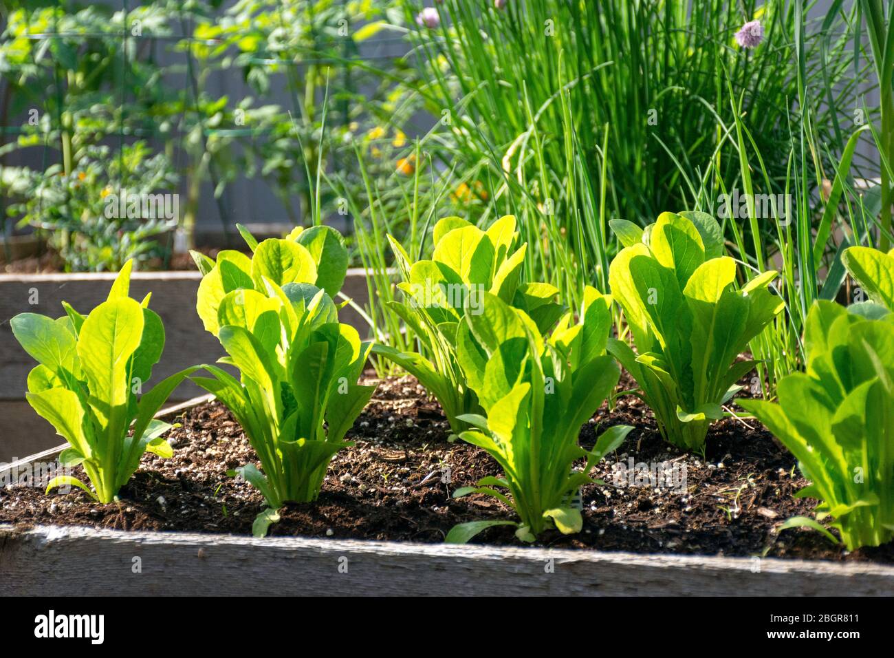 Parte de la tendencia de crecer su propio alimento, este jardín de verduras del patio trasero contiene grandes camas elevadas para cultivar verduras y hierbas durante el verano. Foto de stock