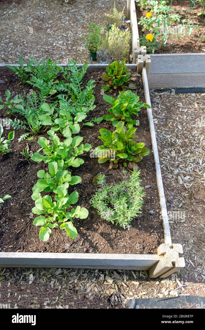 Parte de la tendencia de crecer su propio alimento, este jardín de verduras del patio trasero contiene grandes camas elevadas para cultivar verduras y hierbas durante el verano. Foto de stock