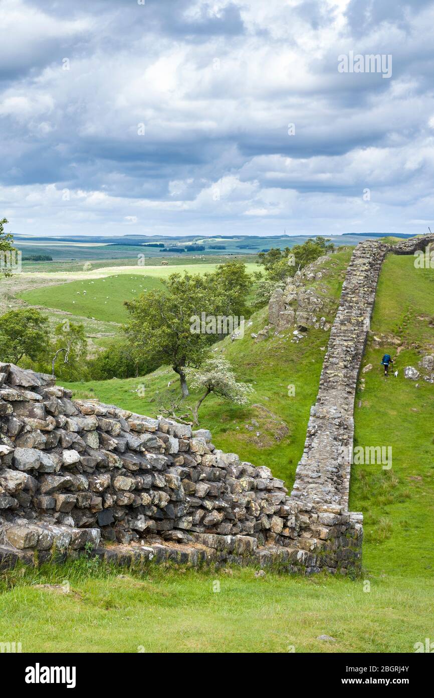 Perro de paseo turístico en la pared de Adriano, límite de construcción de piedra en el Parque Nacional de Northumberland en Walltown Crags, Inglaterra Foto de stock