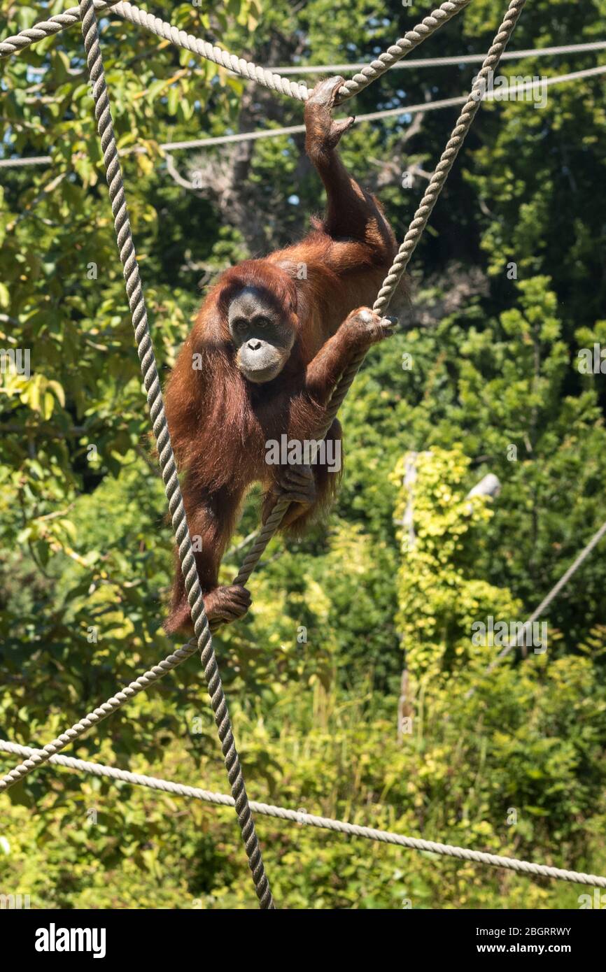 Sumatran Orangutan, Pongo abelii, en el zoológico de Jersey - Durrell Wildlife Conservation Trust, Channel Isles Foto de stock