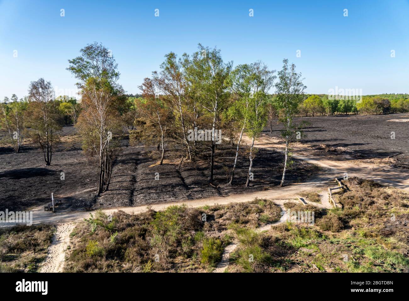 Consecuencias de un incendio forestal en la región fronteriza entre Holanda y Alemania, cerca de NiederkrŸchten-Elmpt, en la reserva natural 'de Meinweg', países Bajos, Foto de stock