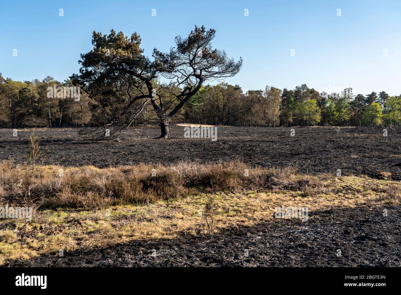 Consecuencias de un incendio forestal en la región fronteriza entre Holanda y Alemania, cerca de NiederkrŸchten-Elmpt, en la reserva natural 'de Meinweg', países Bajos, Foto de stock