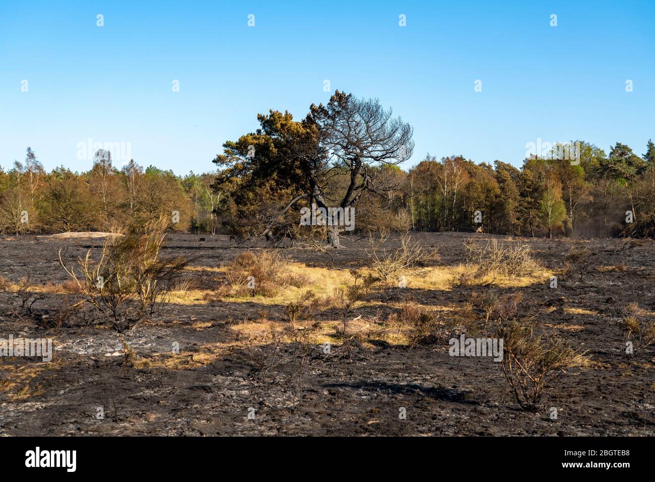 Consecuencias de un incendio forestal en la región fronteriza entre Holanda y Alemania, cerca de NiederkrŸchten-Elmpt, en la reserva natural 'de Meinweg', países Bajos, Foto de stock