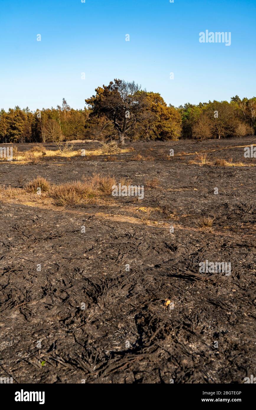 Consecuencias de un incendio forestal en la región fronteriza entre Holanda y Alemania, cerca de NiederkrŸchten-Elmpt, en la reserva natural 'de Meinweg', países Bajos, Foto de stock