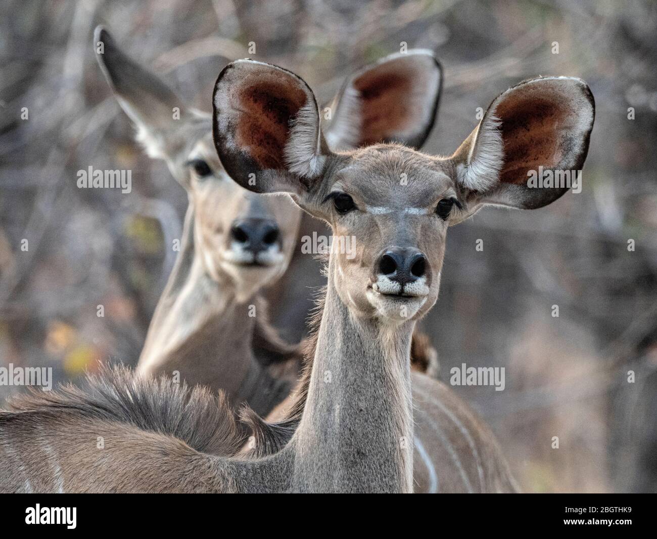 Mujer mayor kudu, Tragelaphus estrepicémiceros, en el Parque Nacional Chobe, Botswana, Sudáfrica. Foto de stock
