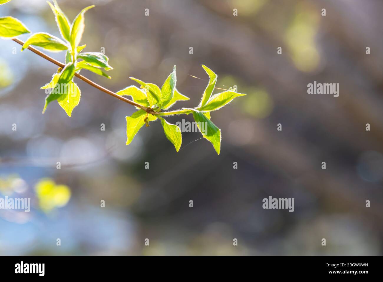 Primer plano de rama con nuevas hojas de primavera brillando en la luz del sol Foto de stock