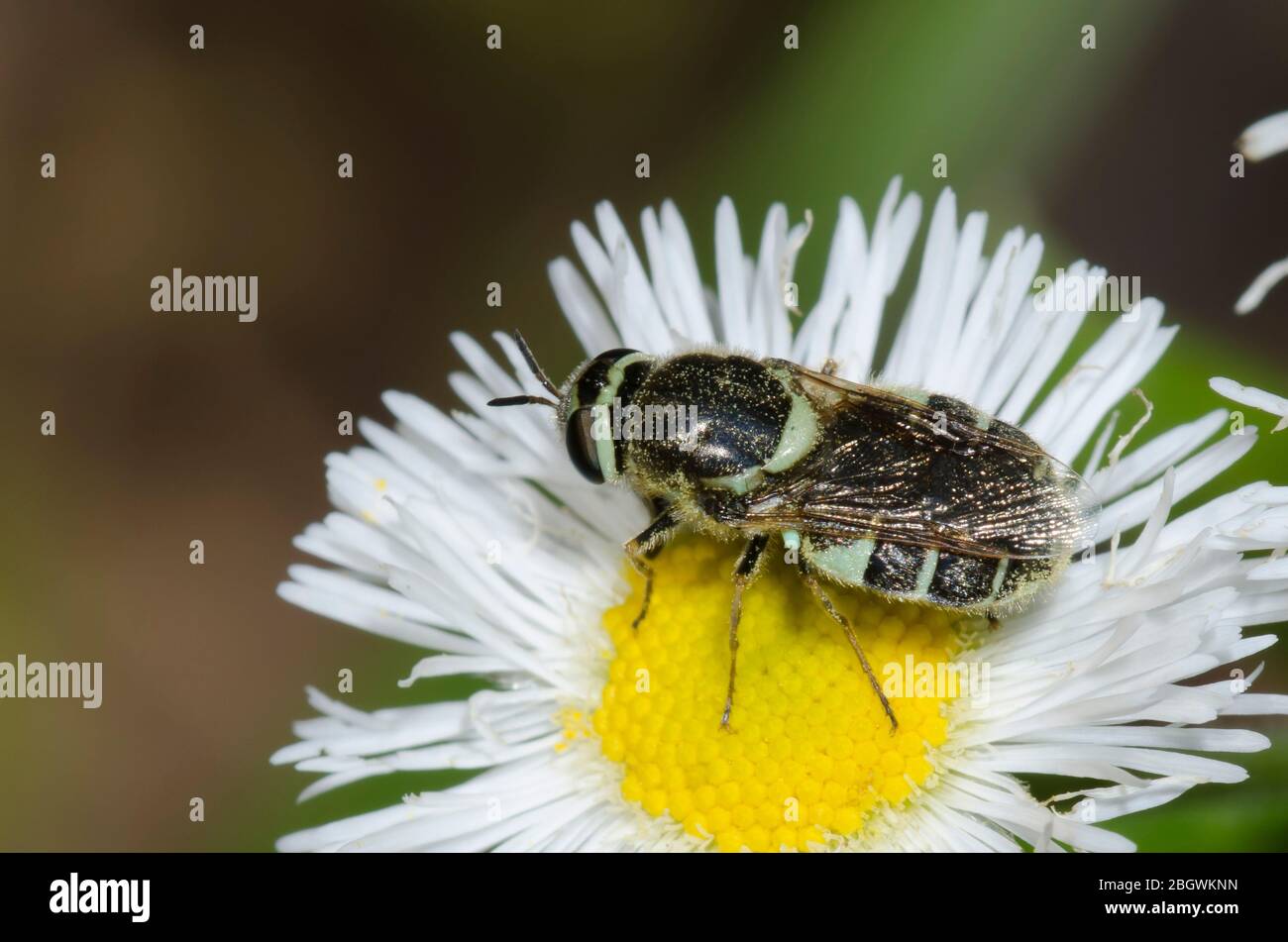Soldier Fly, Tribe Stratiomyini, forrajeo en Fleabane, Erigeron sp. Foto de stock