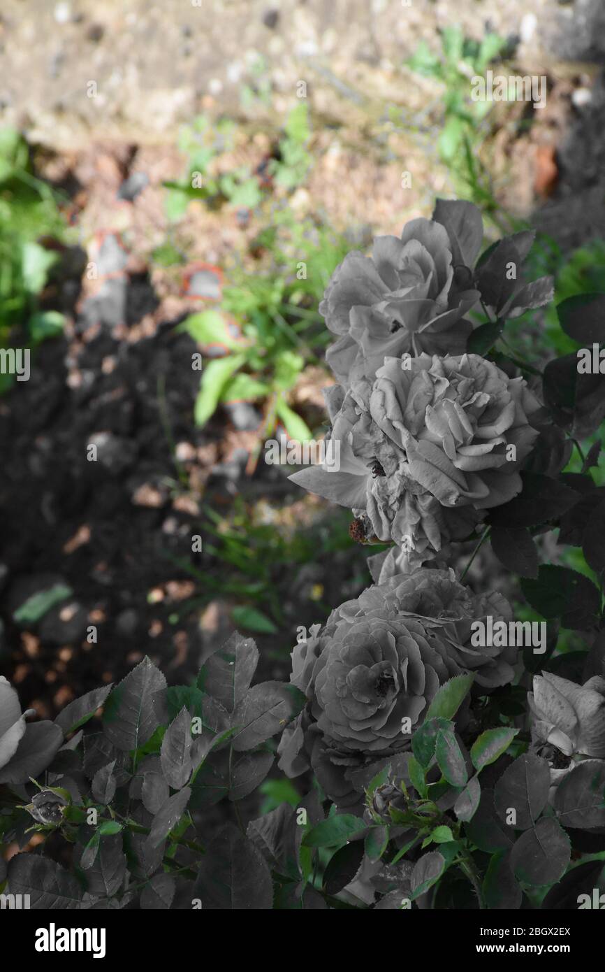 Contraste verde y gris. Arbusto de flores de color rosa gris y fondo verde  difuminado Fotografía de stock - Alamy