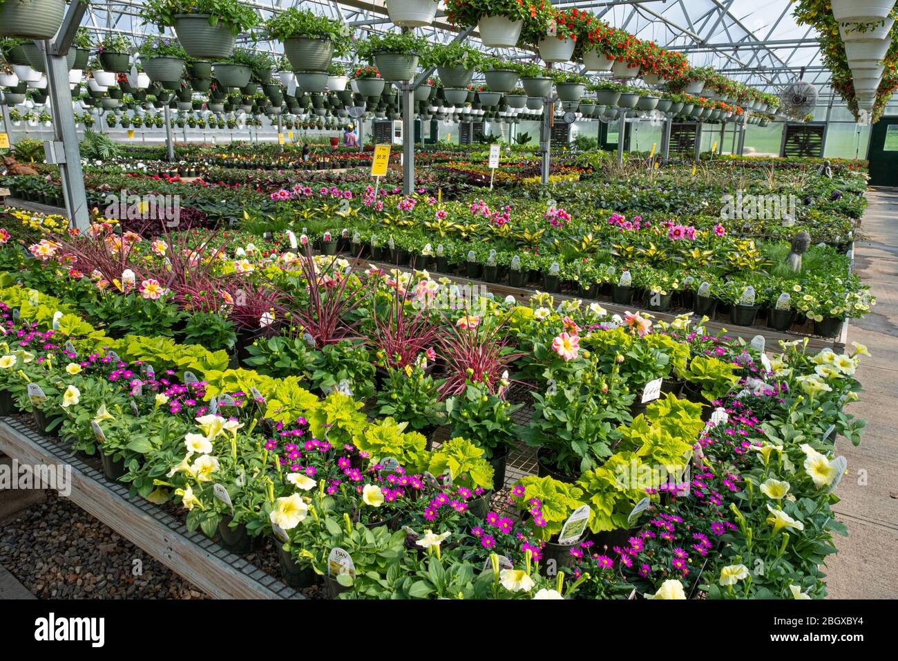 Un invernadero con una gran variedad de plantas cultivadas Foto de stock