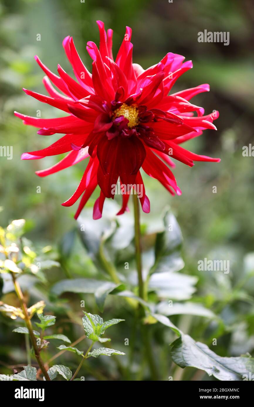 Fotografía: Hermosas flores fuera en el jardín en una agradable y cálida mañana soleada, filmada en colores vivos para descargar Fotografía de stock - Alamy Fotografía: Hermosas flores fuera en el jardín en una agradable y cálida mañana soleada, filmada en colores vivos para descargar Fotografía de stock - Alamy