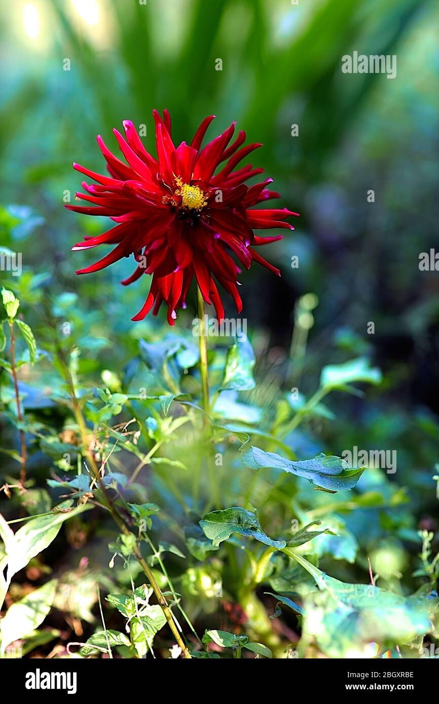 Fotografía: Hermosas flores fuera en el jardín en una agradable y cálida mañana soleada, filmada en colores vivos para descargar Fotografía de stock - Alamy Fotografía: Hermosas flores fuera en el jardín en una agradable y cálida mañana soleada, filmada en colores vivos para descargar Fotografía de stock - Alamy