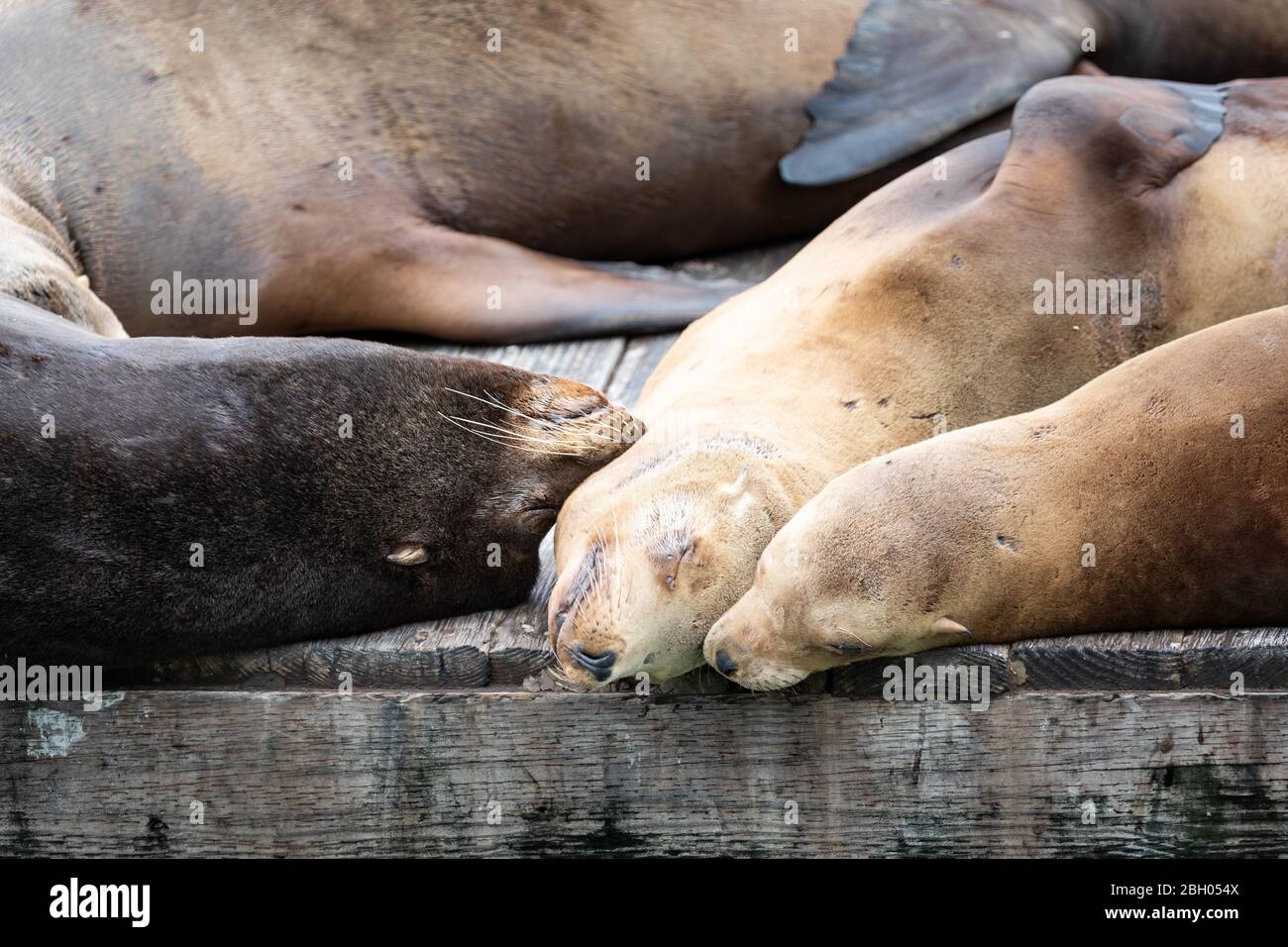 Primer plano de una familia de leones marinos de pie en un muelle flotante y tomando una siesta juntos Foto de stock