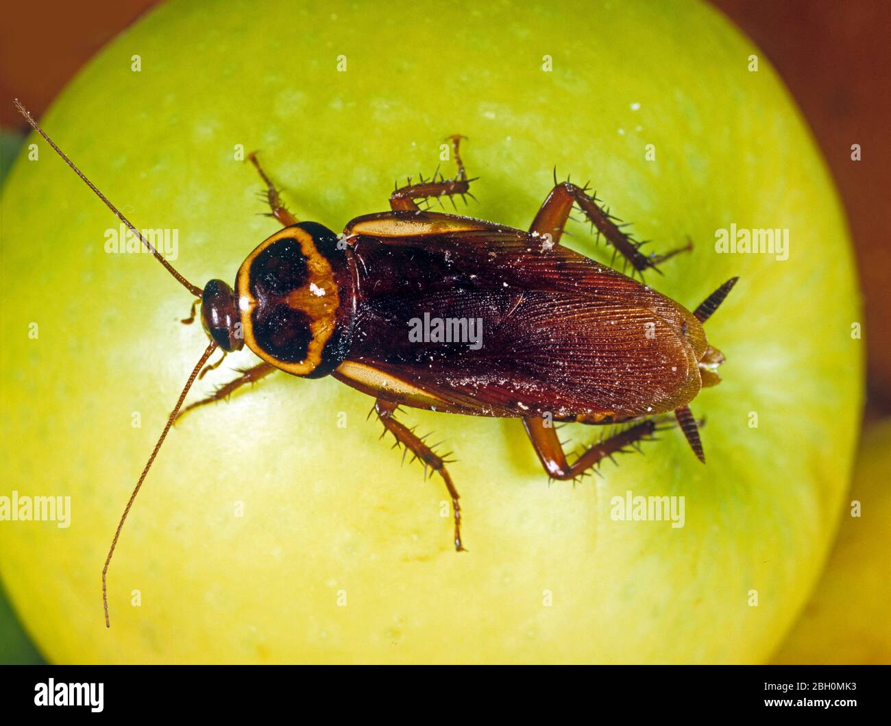 Cucaracha australiana (Periplaneta australsiae) peste adulta doméstica en una manzana Foto de stock
