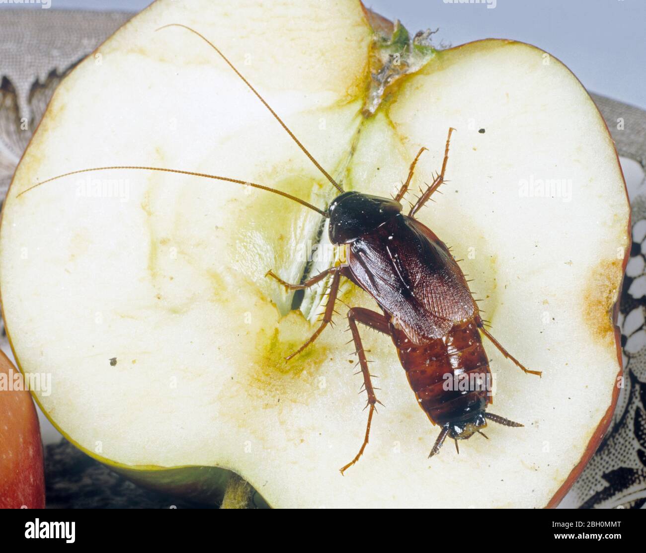 Cucaracha oriental (Blatta orientalis), plaga de salud pública y hogar para adultos en una manzana Foto de stock