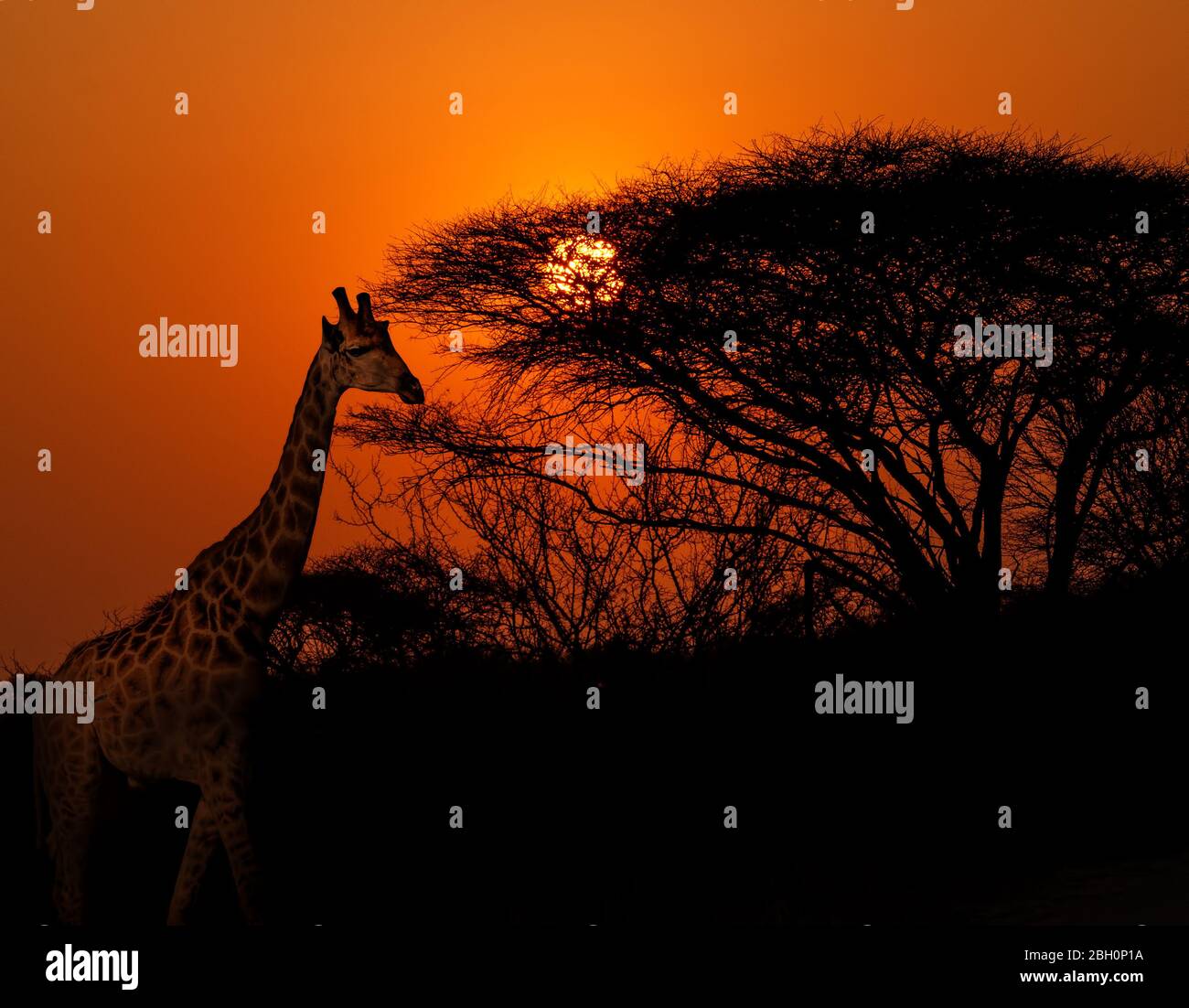 Puesta de sol africana con figuras compuestas de jirafa africana contra el cielo rojo naranja Parque safari Kruger Sudáfrica Foto de stock