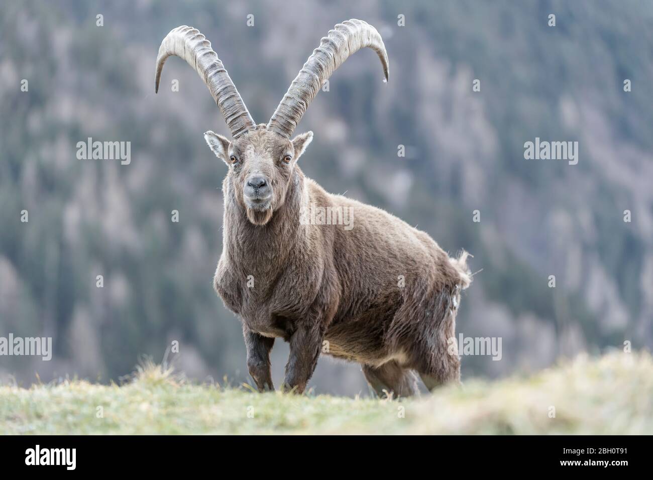 El poderoso Ibex (Capra ibex) Foto de stock