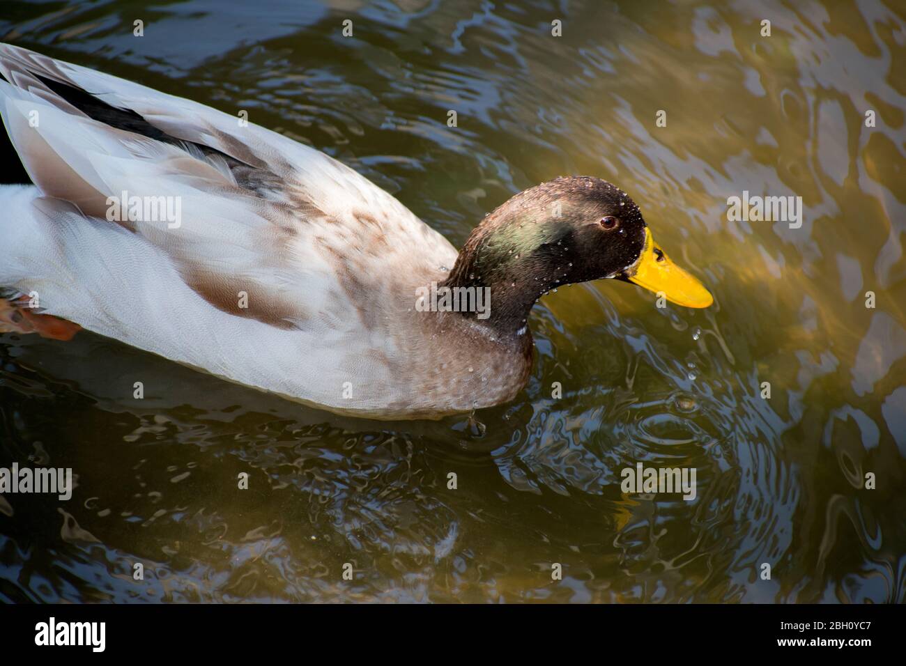 Black Head Duck Mallard nadando en el río Foto de stock