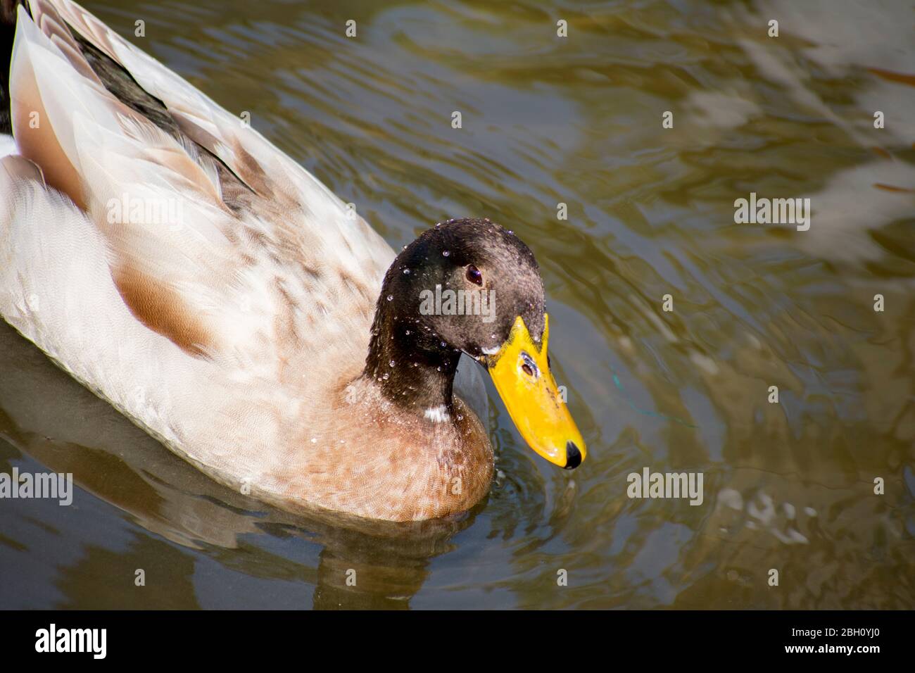 Black Head Duck Mallard nadando en el río Foto de stock