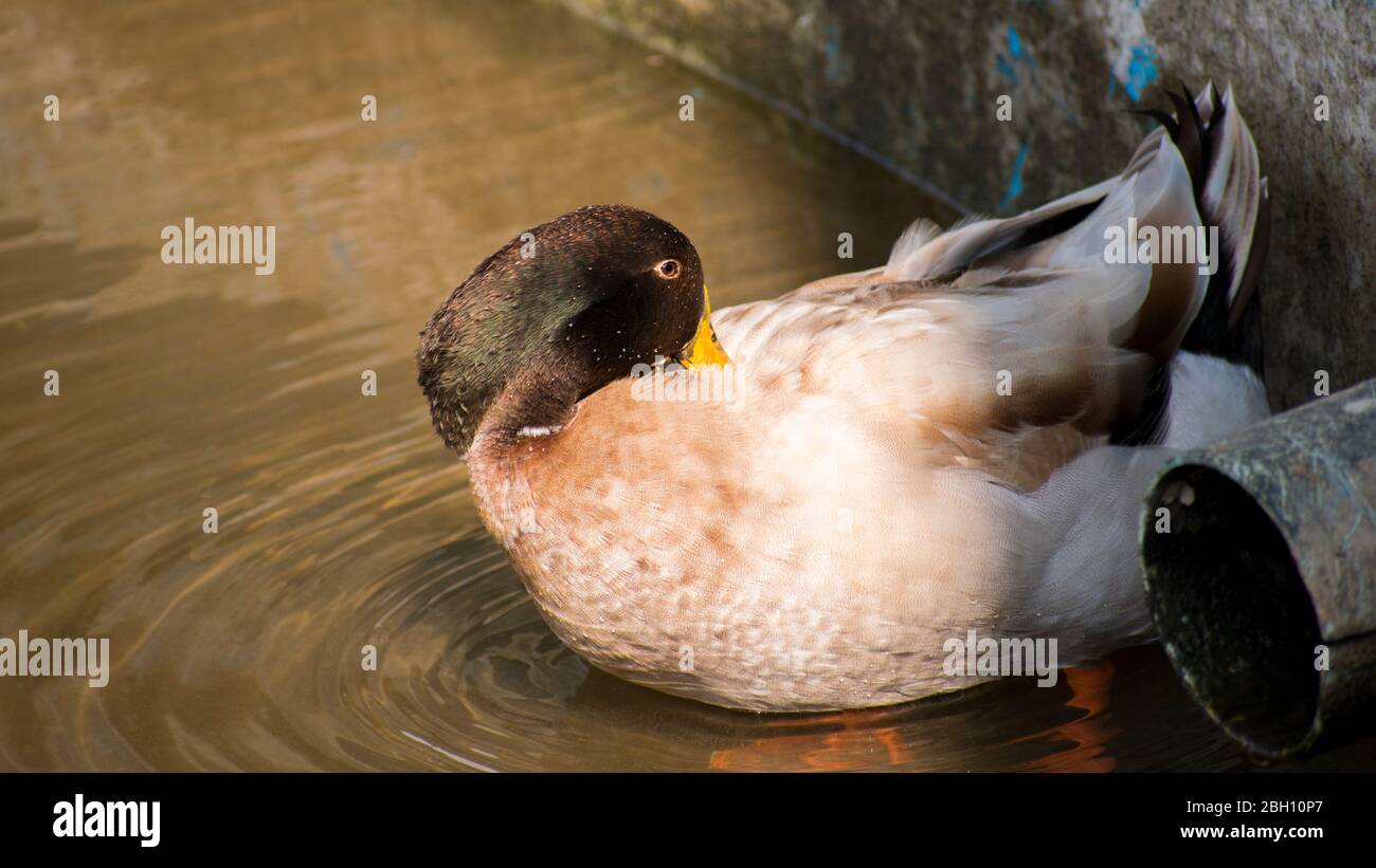 Black Head Duck Mallard nadando en el río Foto de stock