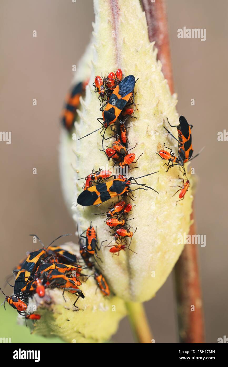 Insectos rojos y equipos de tinción, insectos pirrhocoridos, pirrhocores (Pyrrhocoridae), imagos y larvas en una hoja, Canadá, Ontario, Parque Nacional Point Pelee Foto de stock