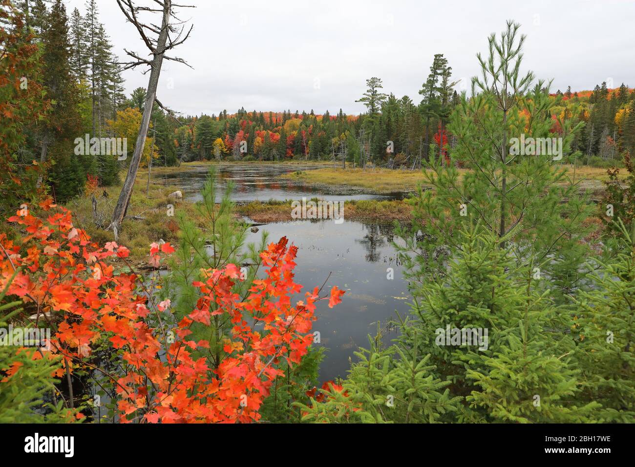 Coloración de las hojas en otoño, Canadá, Ontario, Parque Provincial Algonquin Foto de stock