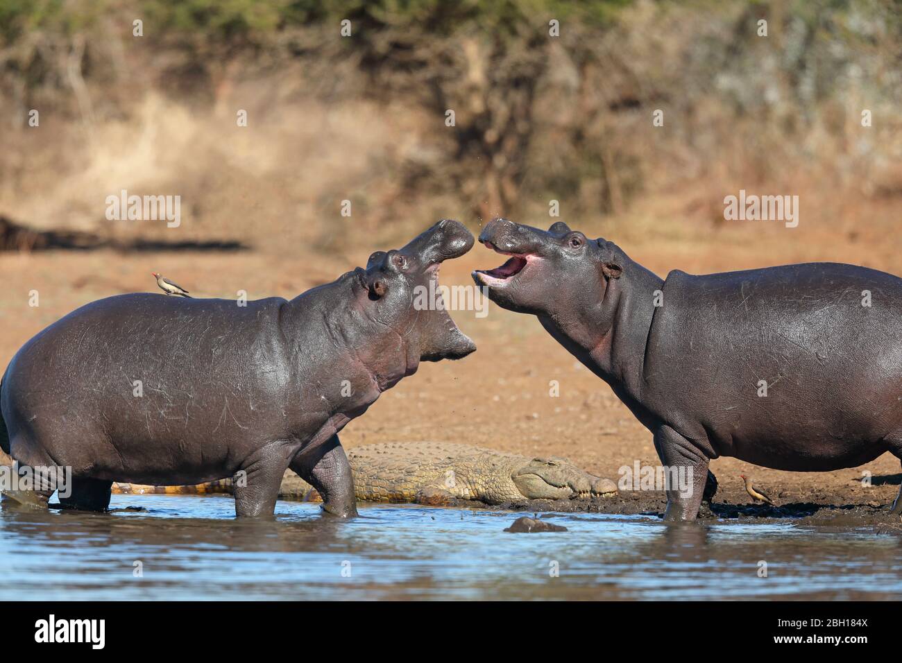 Hipopótamo, hipopótamo, hipopótamo común (hipopótamo anfibio), comportamiento agresivo de dos hipopótamos en la costa, Sudáfrica, Lowveld, Parque Nacional Krupeger Foto de stock