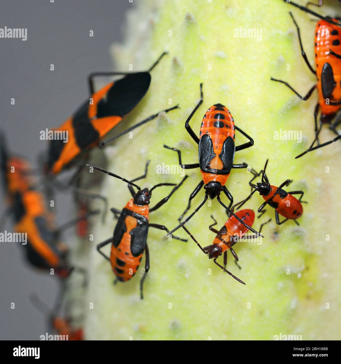Insectos rojos y equipos de tinción, insectos pirrhocoridos, pirrhocores (Pyrrhocoridae), imagos y larvas en una hoja, Canadá, Ontario, Parque Nacional Point Pelee Foto de stock