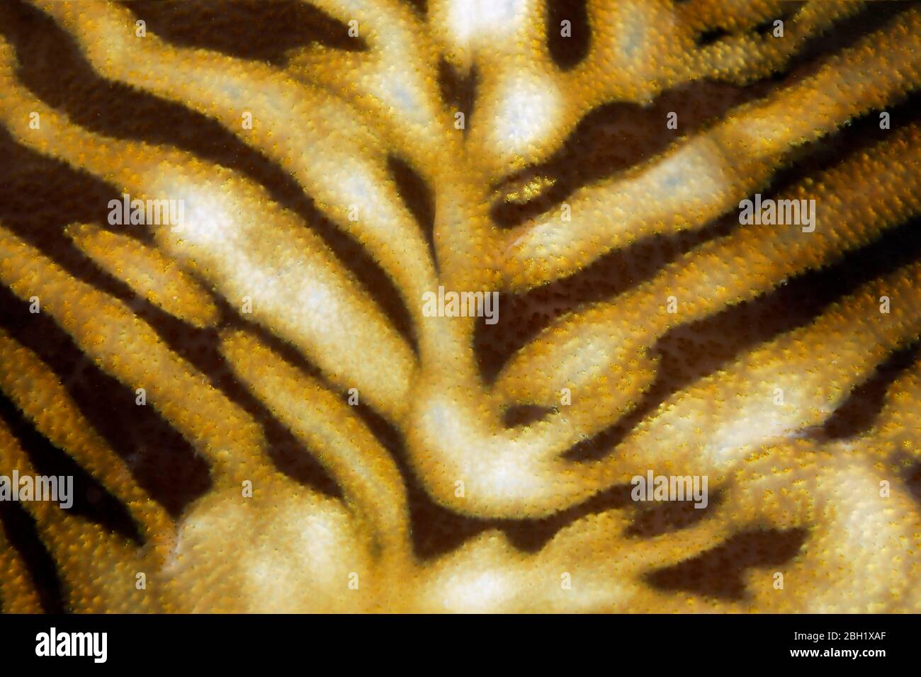 Patrón, detalle de almejas gigantes (Tridacna gigas), Océano Pacífico, Lago Sulu, Parque Nacional Marino del Arrecife Tubbataha, Provincia de Palawan, Filipinas Foto de stock