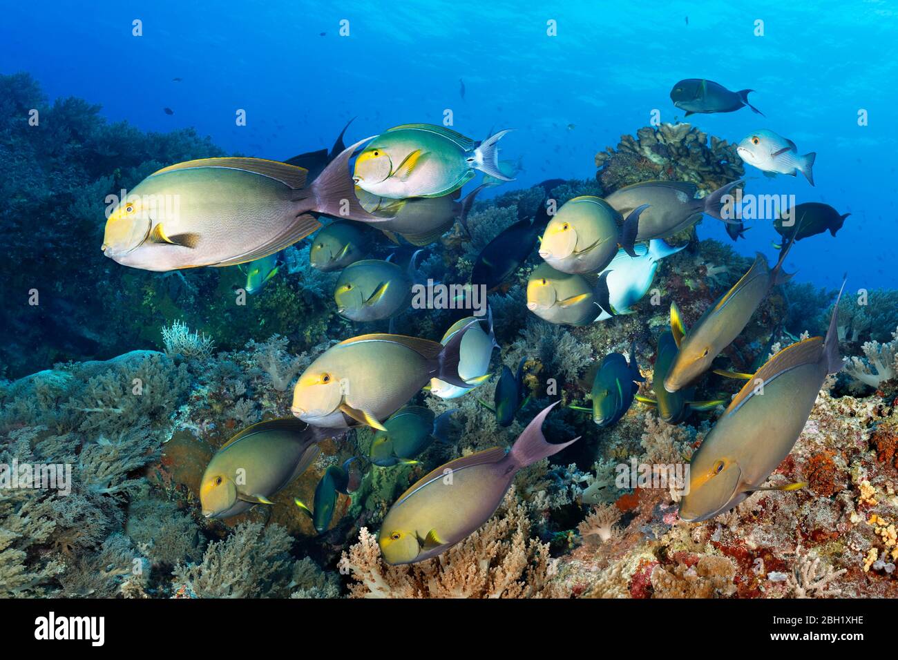 Enjambre de peces peces surgeonfish de aleta amarilla (Acanthurus xanthopterus), natación sobre arrecifes de coral, Océano Pacífico, Lago Sulu, Tubbataha Reef National Marine Foto de stock