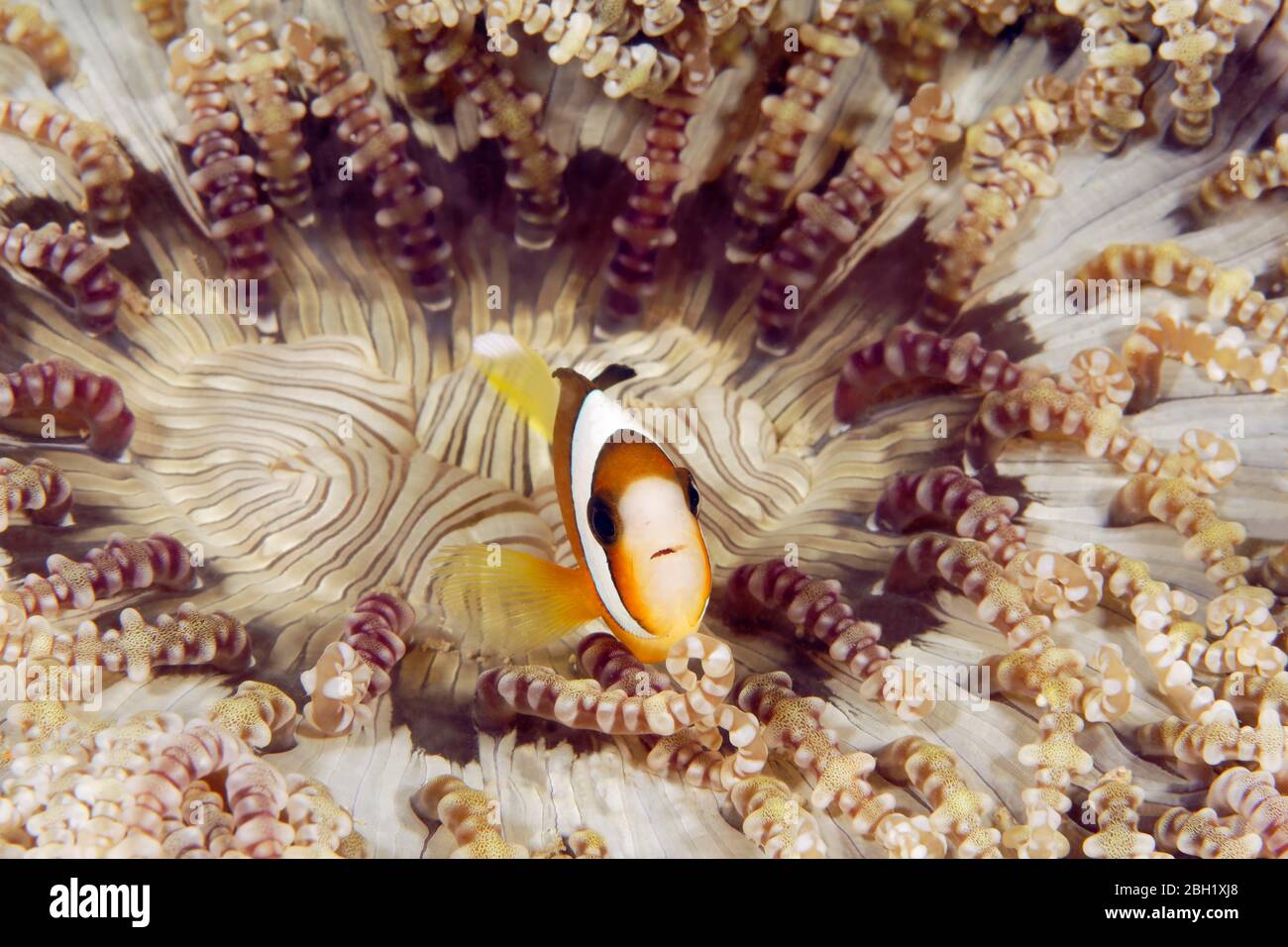 Anemonefish de Clark (Amphiprion clarkii) con Anemone de Cuentas de vidrio (Heteractis aurora), Océano Pacífico, Lago Sulu, Parque Nacional Marino de Tubbataha Reef Foto de stock