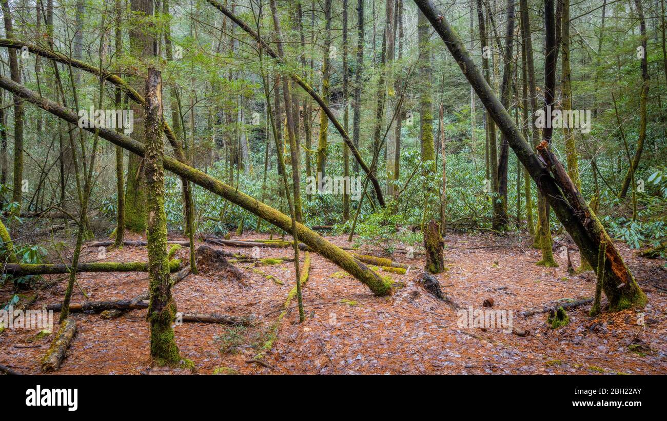 Una escena forestal en Appalachia Central, EE.UU Foto de stock