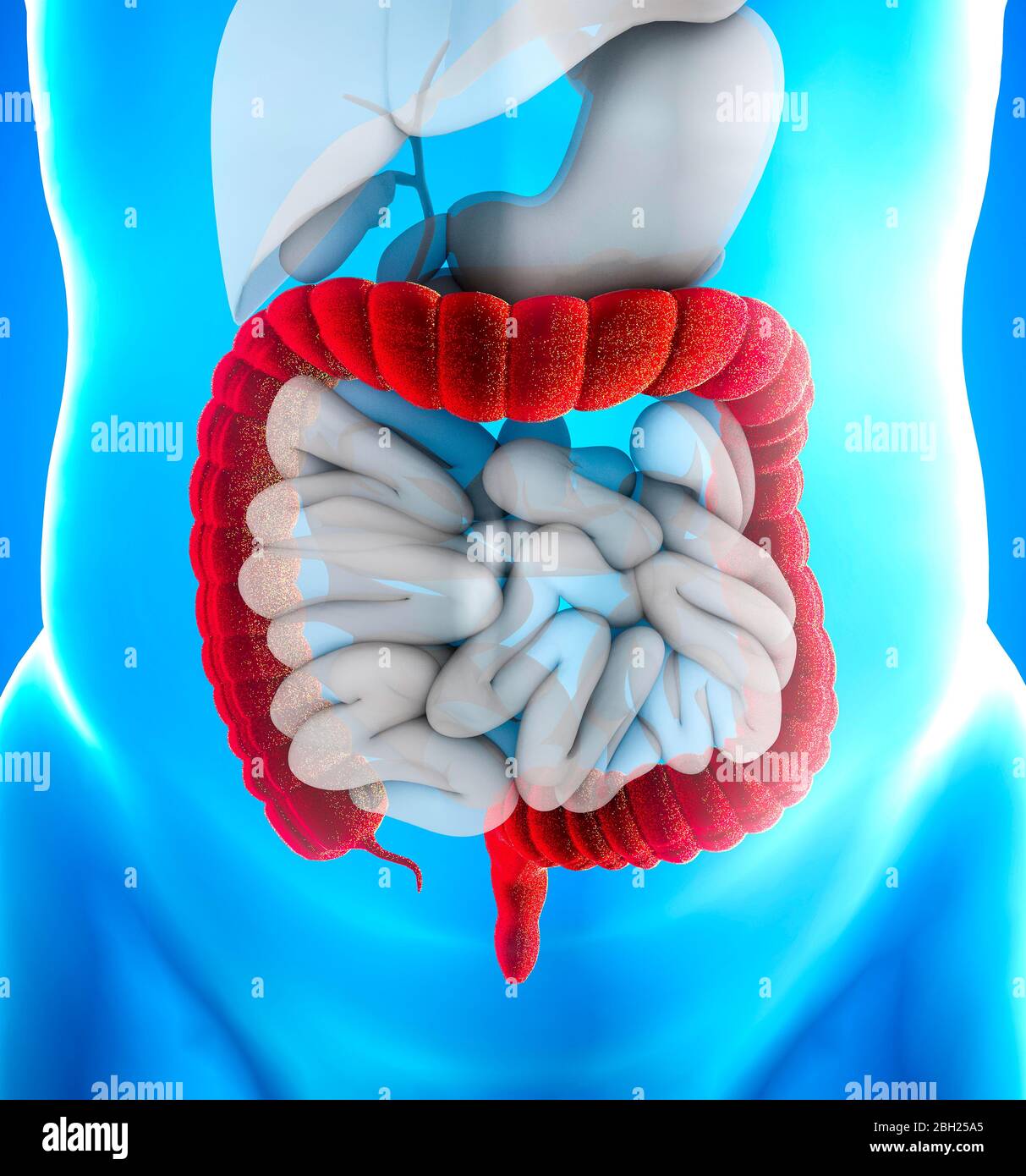 El intestino grueso, también conocido como intestino grueso, es la última parte del tracto gastrointestinal y del sistema digestivo. El colon Foto de stock