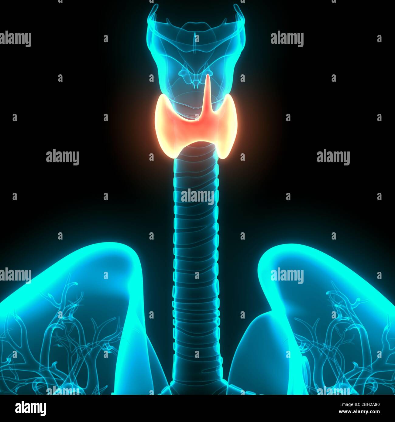 Glándulas Humanas Lóbulos De La Glándula Tiroides Anatomía Fotografía De Stock Alamy