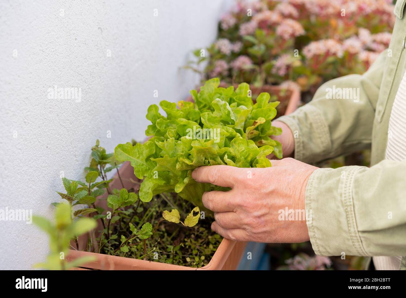 Primer plano de un anciano con lechuga en caja de flores Foto de stock