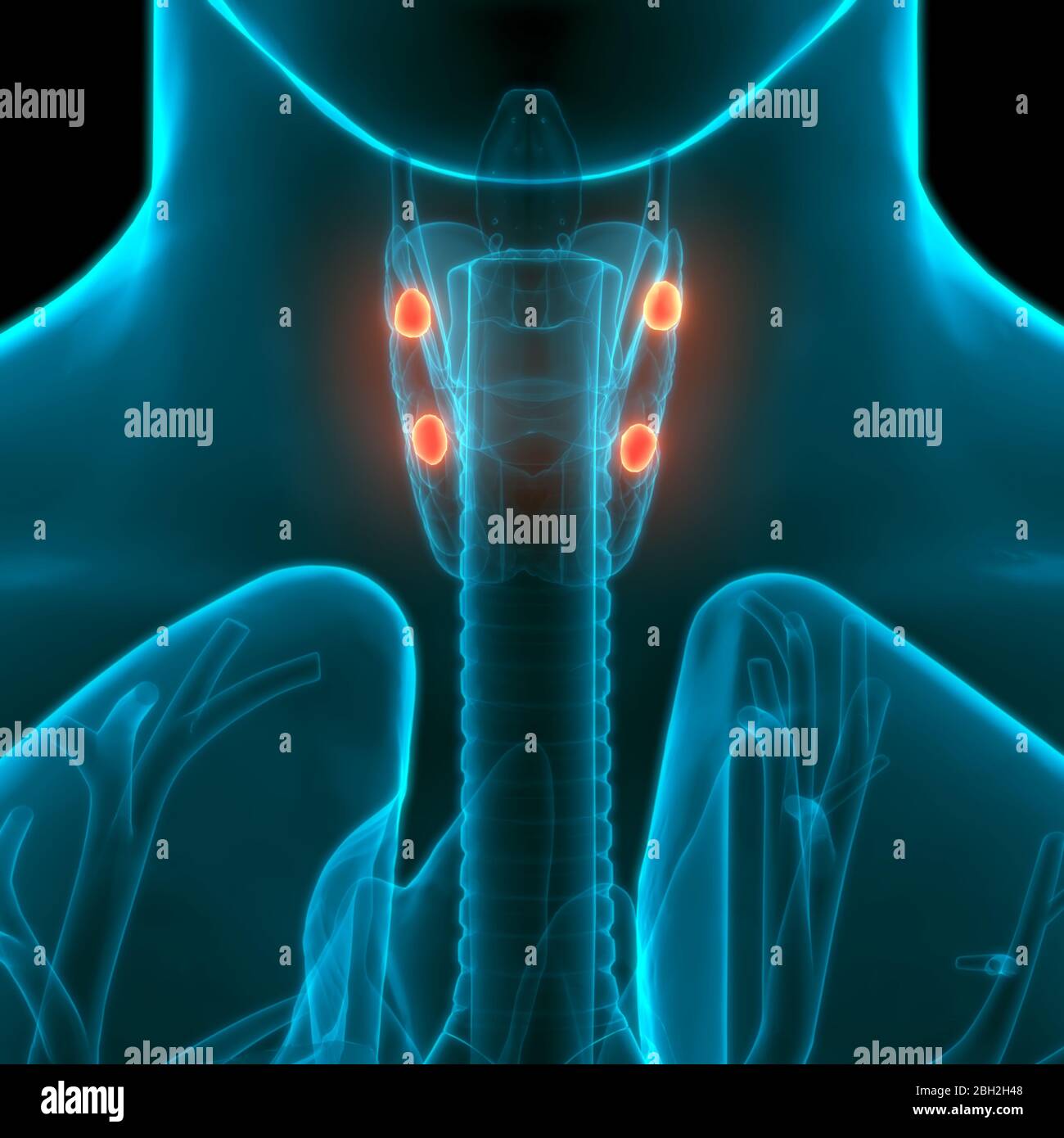 anatomia paratiroidea