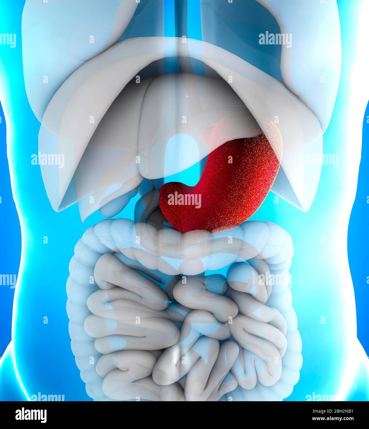 El estómago es un órgano muscular hueco en el tracto gastrointestinal. Tiene una estructura dilatada y funciona como un órgano digestivo vital. Foto de stock