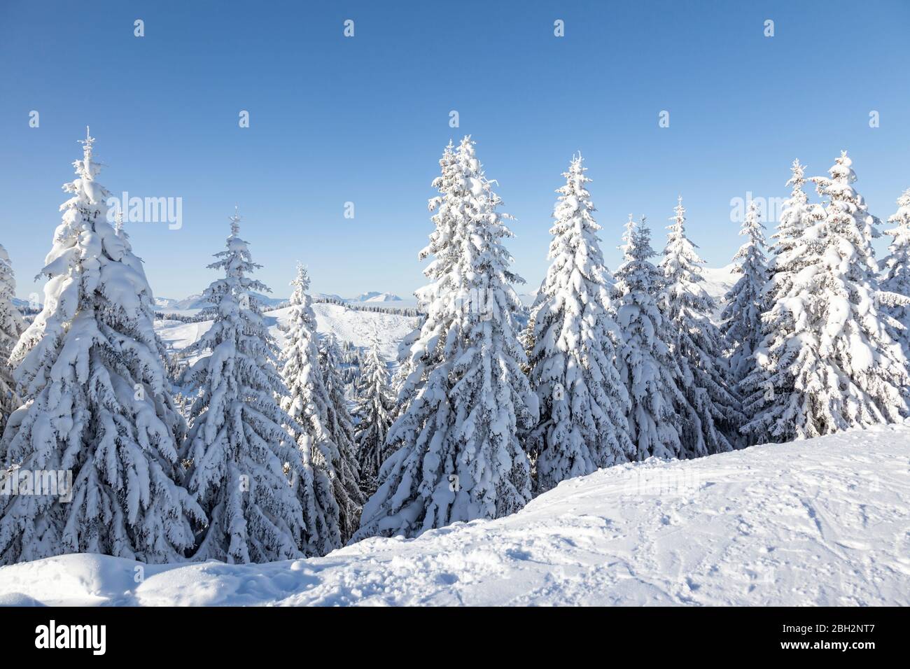 Los árboles de abeto cubiertos de nieve fresca y gruesa en Les Gets, Francia. Foto de stock
