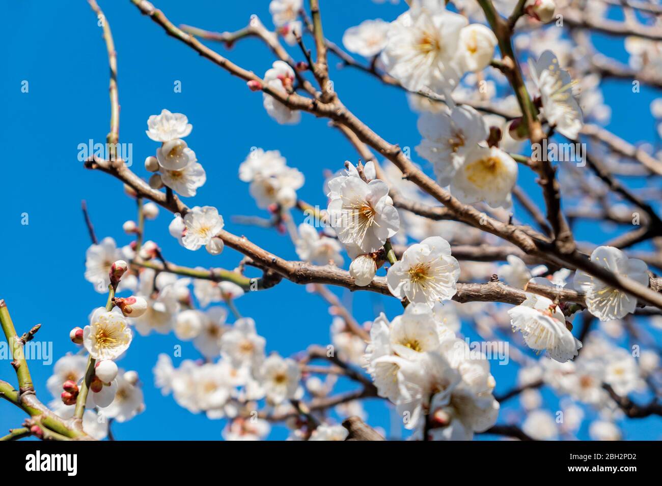 La flor blanca del albaricoque florece en su rama sin hojas Fotografía de  stock - Alamy