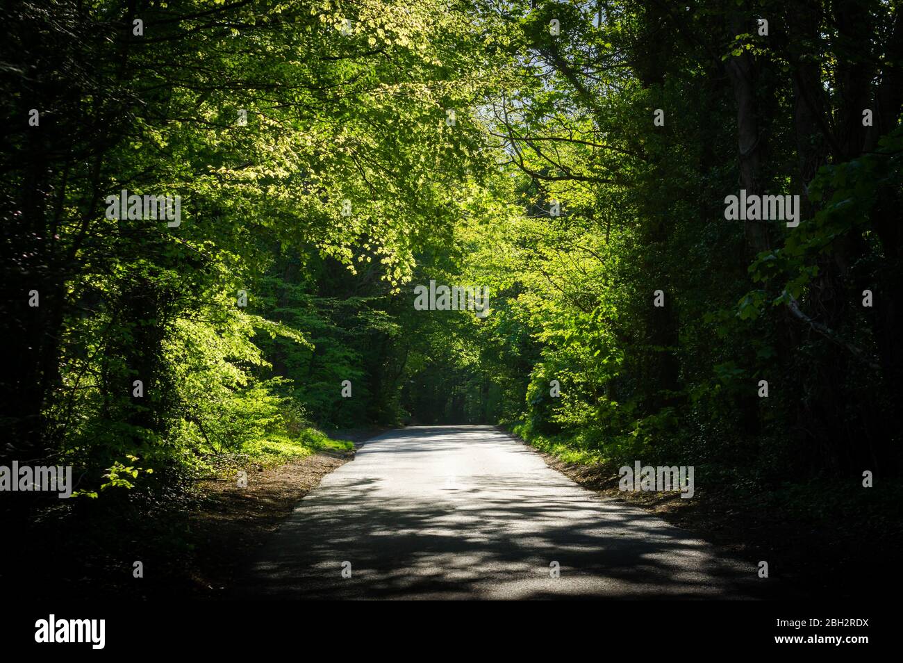 Una vista a lo largo de una frondosa carretera rural cerca de Winchester, Inglaterra, en una soleada tarde de primavera. Foto de stock