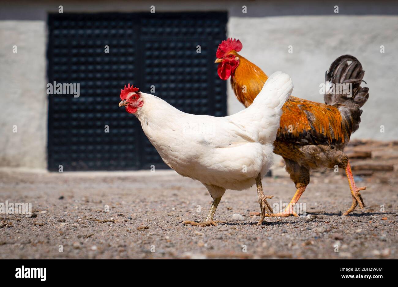 Armonía entre parejas. Preste atención a los pies. Amor de un gallo rojo  con un pollo blanco Fotografía de stock - Alamy