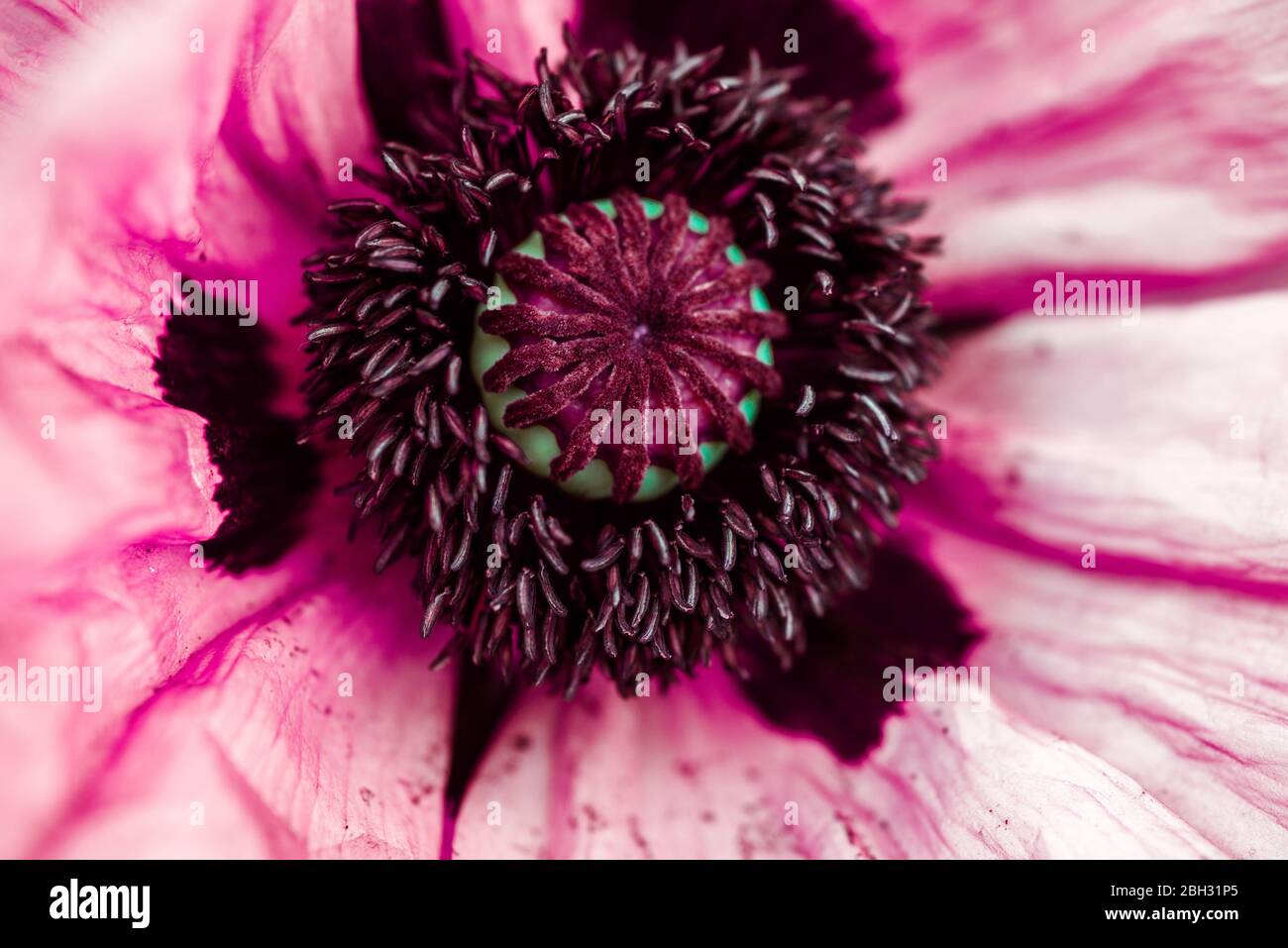 hermosa flor de amapola de diferentes colores en modo macro Foto de stock