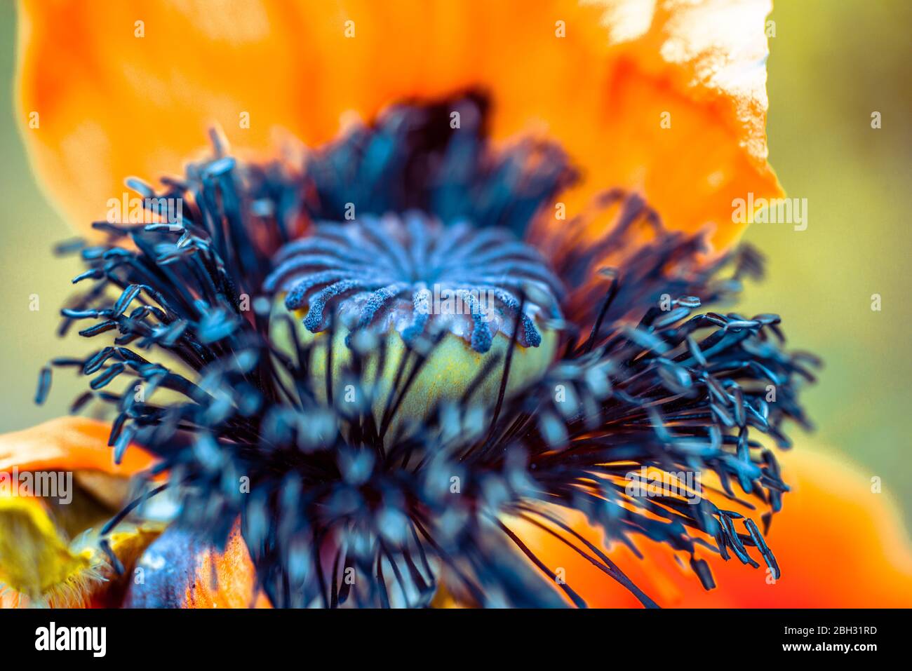 hermosa flor de amapola de diferentes colores en modo macro Foto de stock